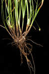 Wildenow's sedge